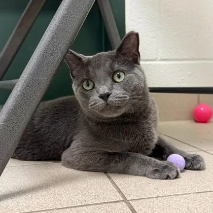 An adult medium-sized male Domestic Short Hair cat named Lenny for adoption in Traverse City, MI