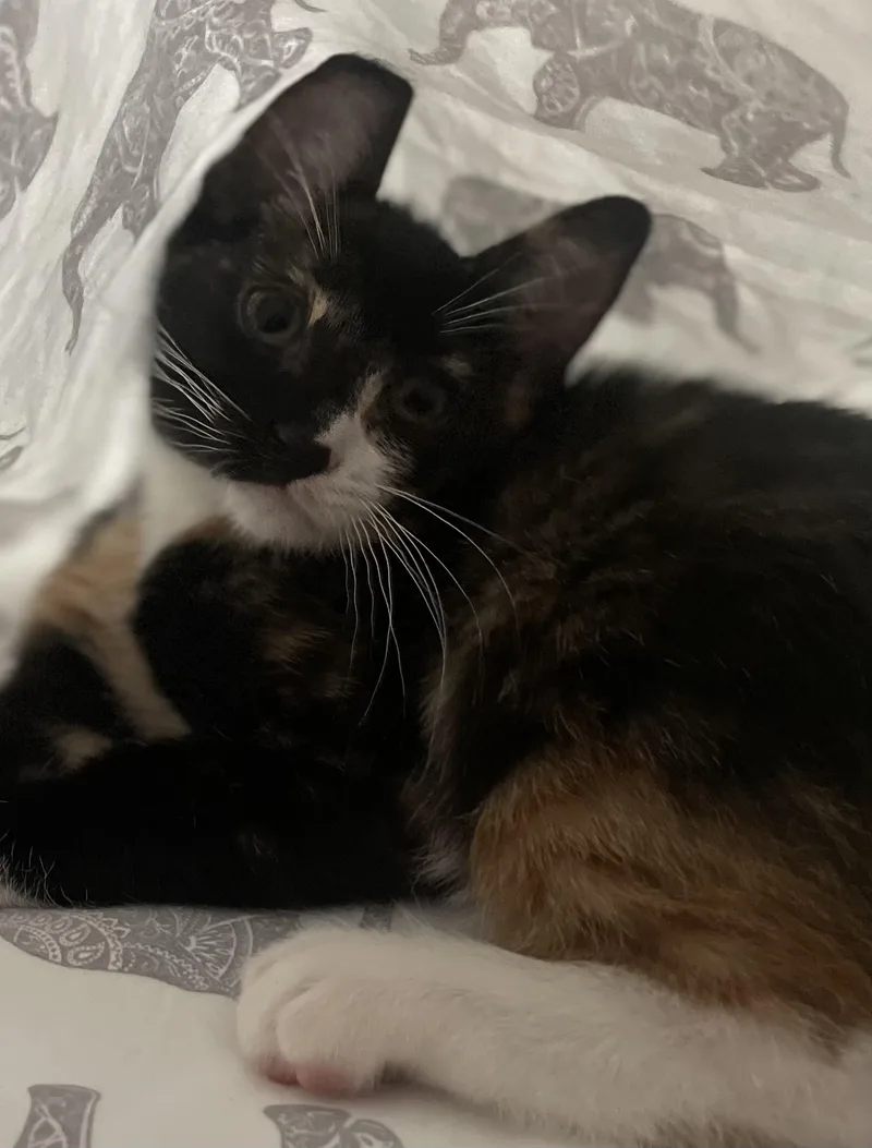 Marmalade  Cuddle Bug thumbnail 2