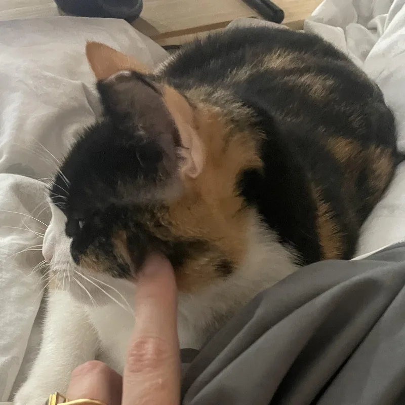 Marmalade  Cuddle Bug thumbnail 3