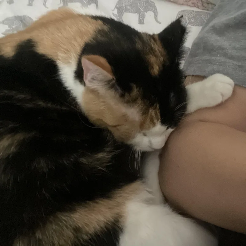 Marmalade  Cuddle Bug thumbnail 4