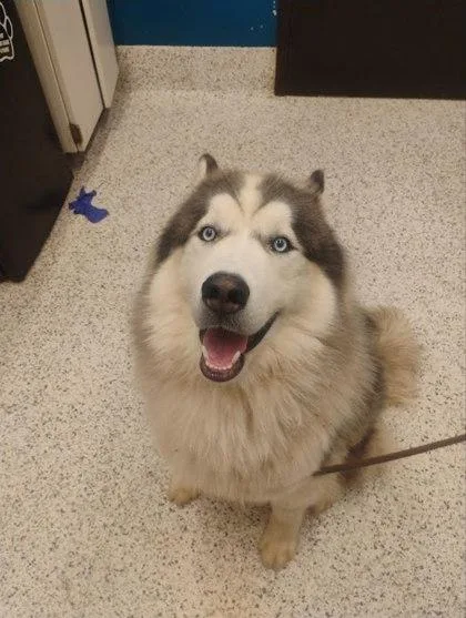 An adult large-sized male Alaskan Malamute dog named Tundra for adoption in Atlanta, GA