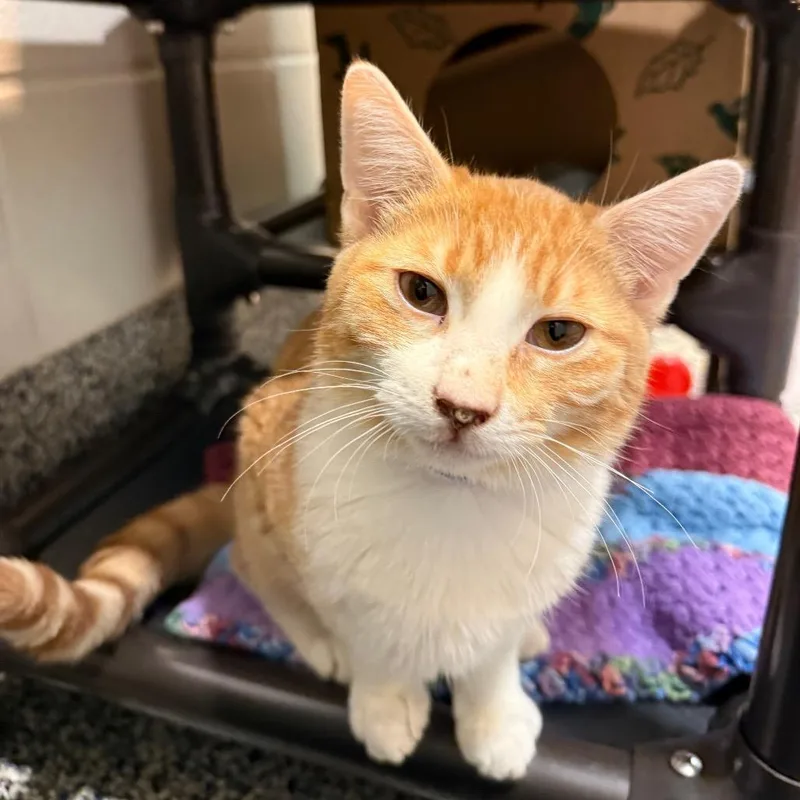 A young medium-sized male Orange / Red Domestic Short Hair cat named Dipper for adoption in Fairport, NY