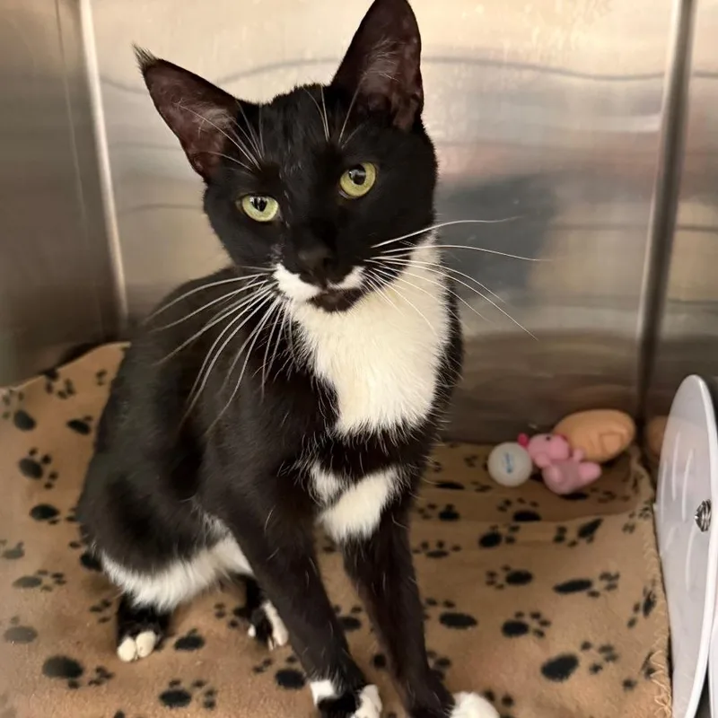 An adult medium-sized male Black Domestic Short Hair cat named Lucky for adoption in Reno, NV