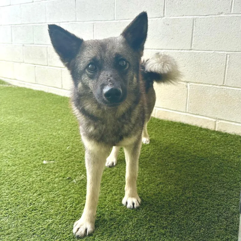 An adult medium-sized female White / Cream Norwegian Elkhound dog named Friendly for adoption in LOXAHATCHEE, FL