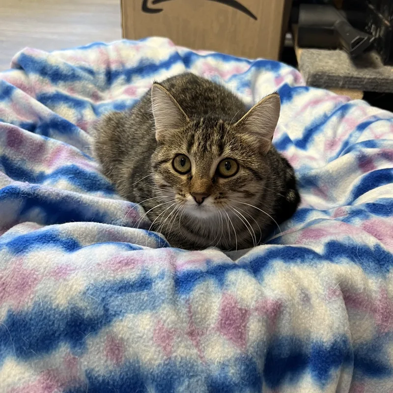 A baby small-sized female Tabby (Brown / Chocolate) Domestic Short Hair cat named Abby for adoption in Spencer, IA