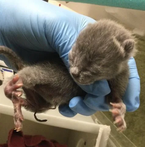 A baby small-sized female Domestic Short Hair cat named Pippy for adoption in Riverside, CA