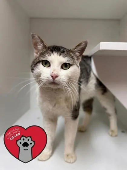 An adult large-sized male Domestic Short Hair cat named Porcupet for adoption in West Chester, PA