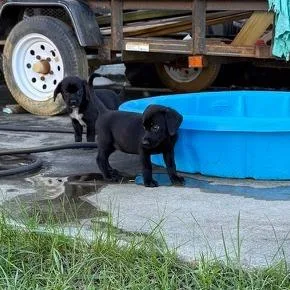 A baby small-sized female Black Mixed Breed dog named Feels Like Home for adoption in Fredericksburg, VA