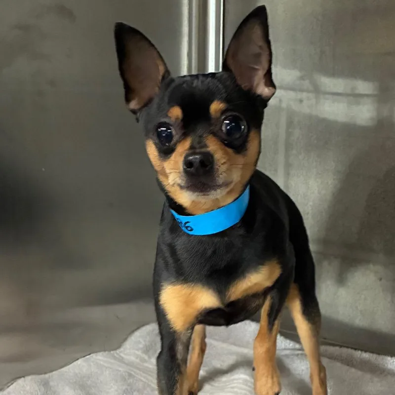 A young small-sized male Black Affenpinscher dog named Shazam for adoption in Yuma, AZ