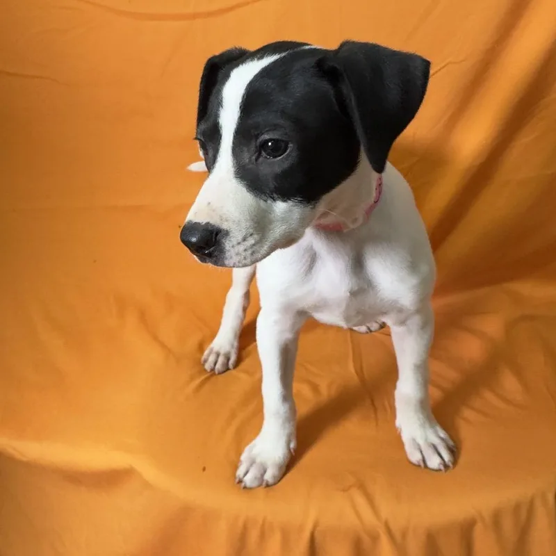A baby small-sized female White / Cream Mixed Breed dog named Cotton for adoption in Wappingers Falls, NY