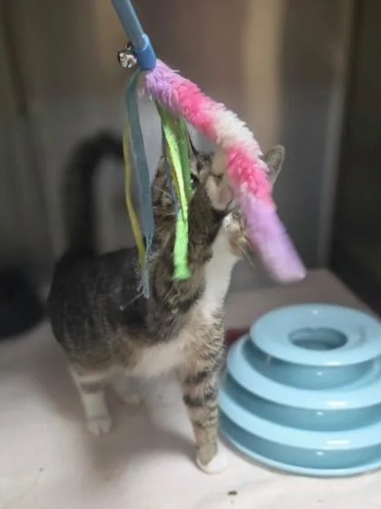 A baby medium-sized male Domestic Short Hair cat named Monkey D. Luffy for adoption in Westland, MI