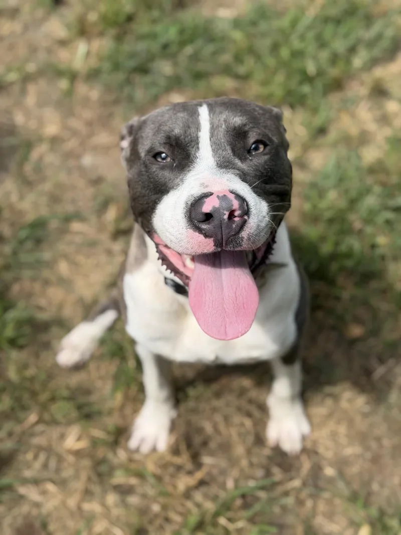 A young medium-sized male Brindle Pit Bull Terrier dog named Cypress for adoption in Petersburg, VA