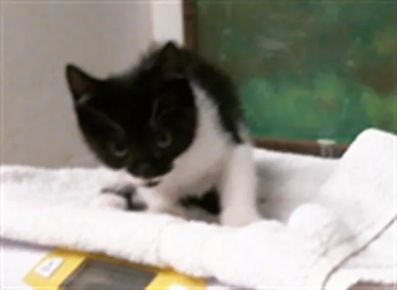 A baby small-sized female Domestic Short Hair cat named Indigo for adoption in Houston, TX