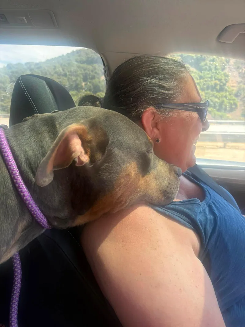 An adult medium-sized male American Staffordshire Terrier dog named Peanut for adoption in San Diego, CA