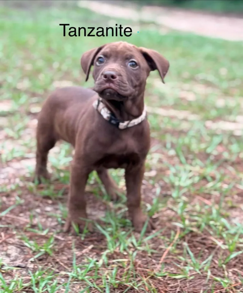 Tanzanite Aka Tanzy