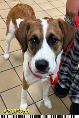 A young large-sized female Mixed Breed dog named Snickers for adoption in West Palm Beach, FL