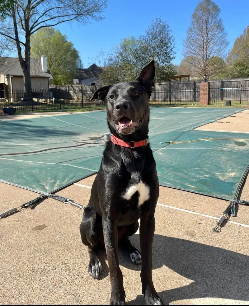 A young medium-sized male Labrador Retriever dog named Ranger for adoption in Southaven, MS