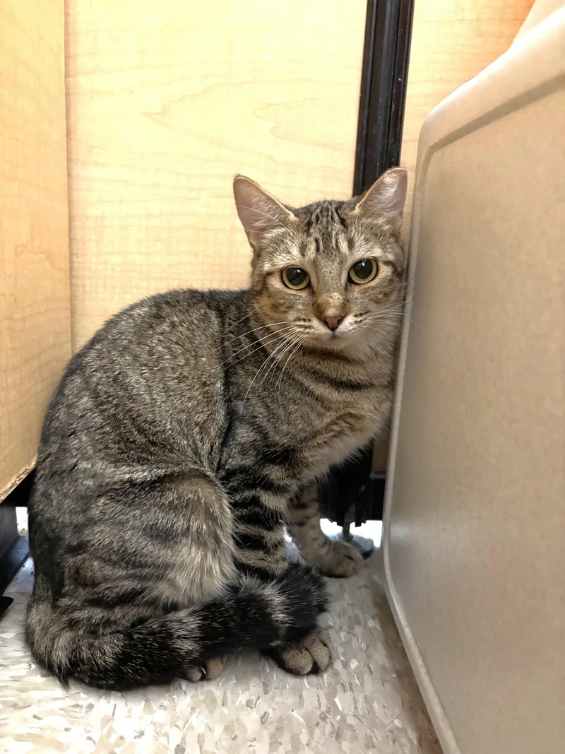 A young medium-sized female Tabby (Brown / Chocolate) Tabby cat named Jenna for adoption in Albuquerque, NM