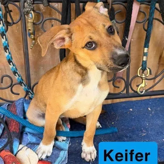 Keifer