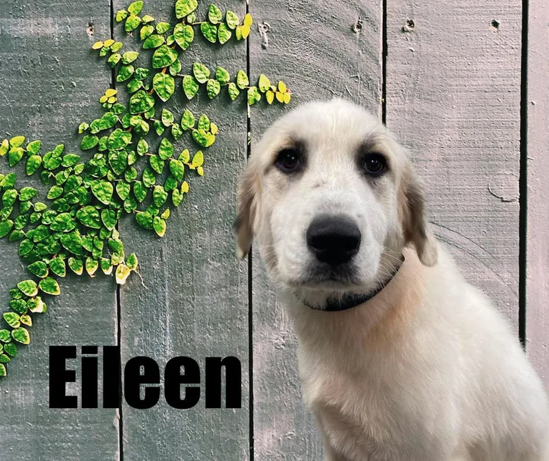 A young large-sized female Great Pyrenees dog named Eileen for adoption in Marshville, NC