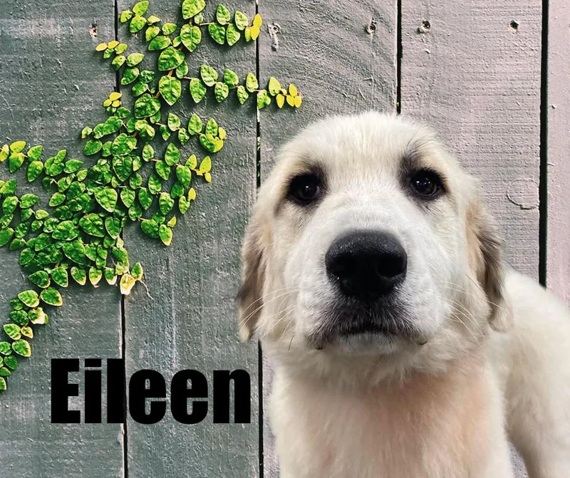 Eileen thumbnail 2