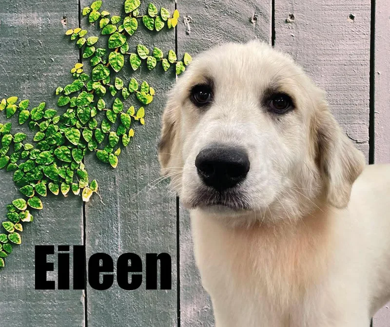 Eileen thumbnail 3