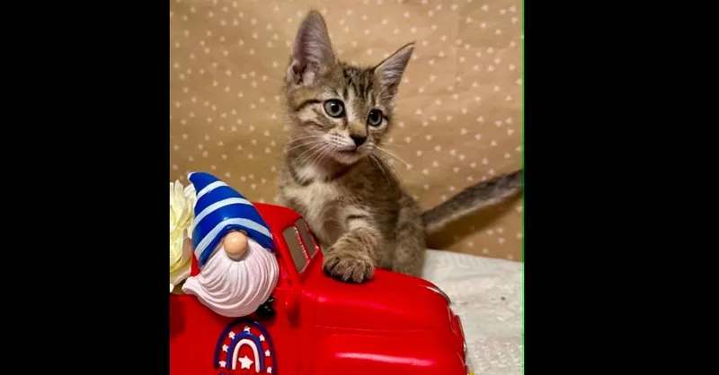 A baby small-sized male Domestic Short Hair cat named Jason for adoption in Groveland, MA