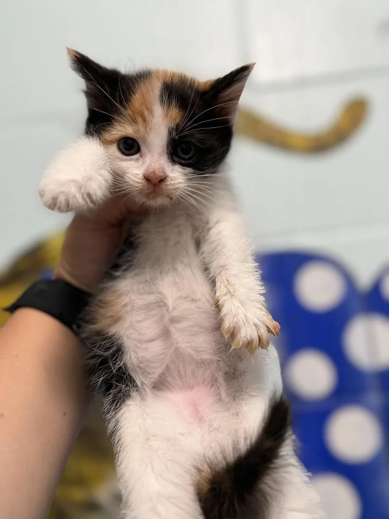 A young small-sized female Calico Domestic Short Hair cat named Lily for adoption in Oakdale, CA