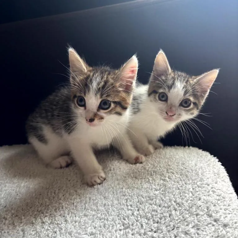 Jungle Pocket thumbnail 2