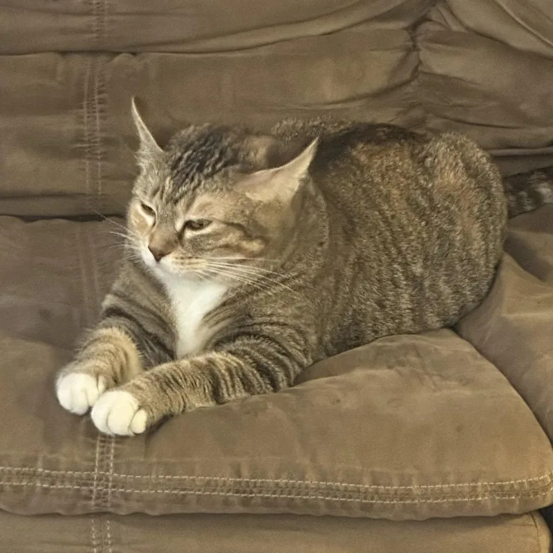An adult small-sized female Buff / Tan / Fawn Domestic Short Hair cat named Luna Beth for adoption in Wichita, KS