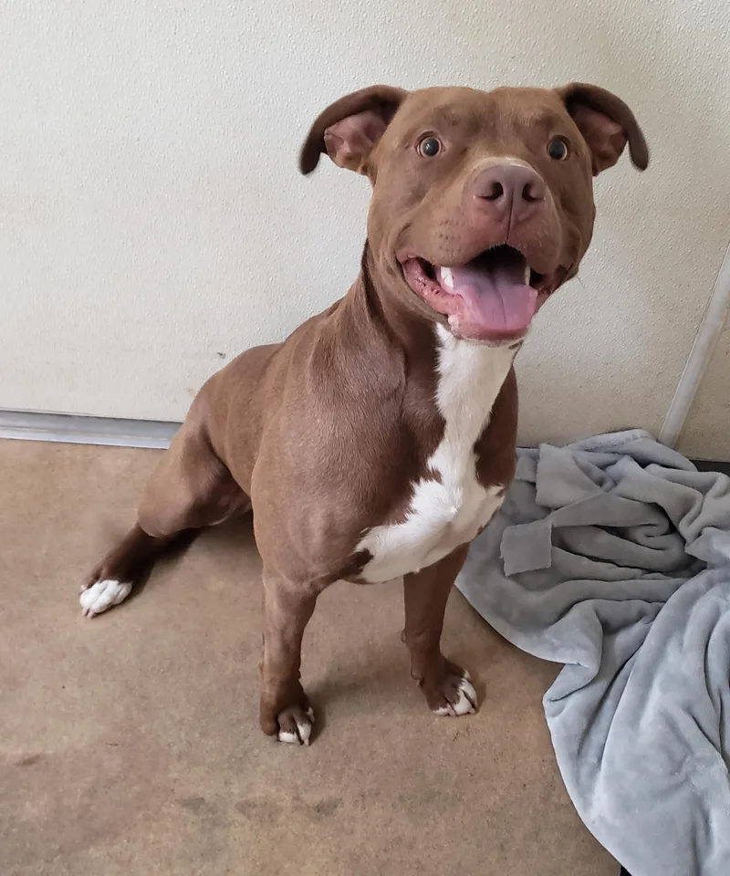 An adult medium-sized male Red / Chestnut / Orange Pit Bull Terrier dog named Sarge for adoption in Middlebury, IN