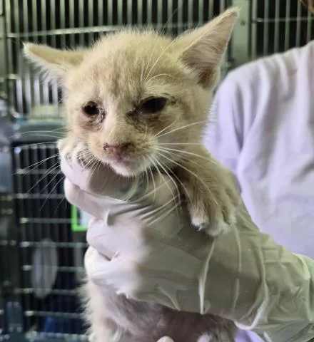 A baby small-sized male Domestic Short Hair cat named Magus for adoption in Pensacola, FL