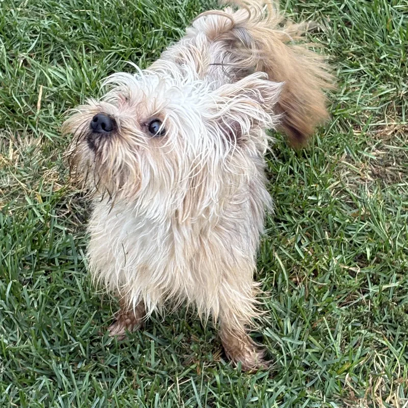 An adult small-sized male Yellow / Tan / Blond / Fawn Yorkshire Terrier dog named Gus for adoption in Highland, IN