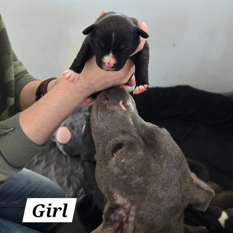A baby small-sized male Gray / Blue / Silver Mixed Breed dog named Aragorn for adoption in Hinesville, GA