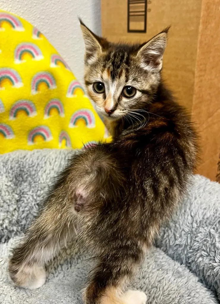 A baby small-sized female Domestic Short Hair cat named Fanny for adoption in Clinton, SC