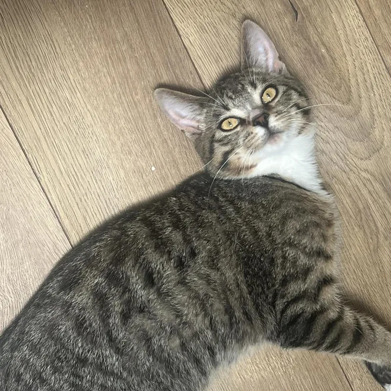A baby small-sized male Black Domestic Short Hair cat named Morel for adoption in Plainfield, IL