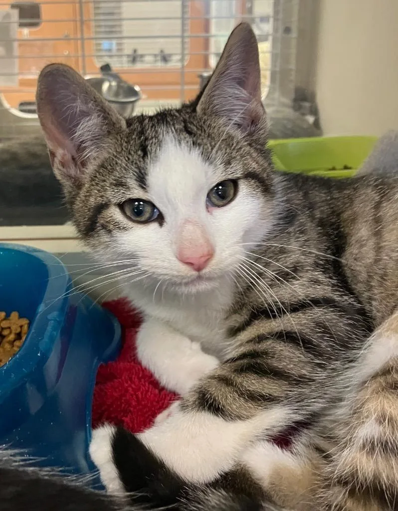 A baby medium-sized male Domestic Short Hair cat named Big Cheese for adoption in Christiansburg, VA