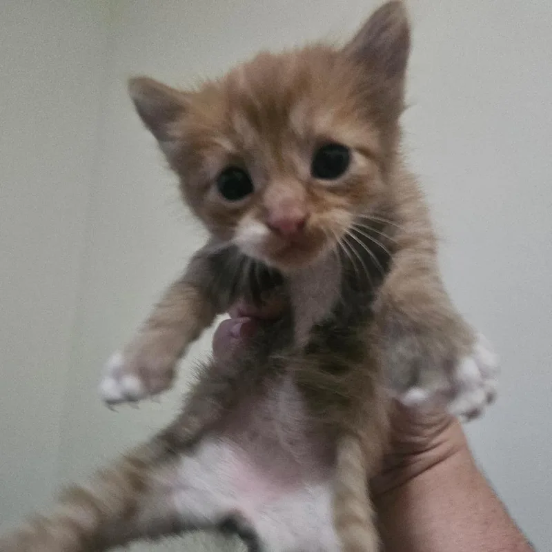 A baby small-sized male Orange / Red Extra-Toes Cat / Hemingway Polydactyl cat named Sawyer for adoption in Hedgesville, WV