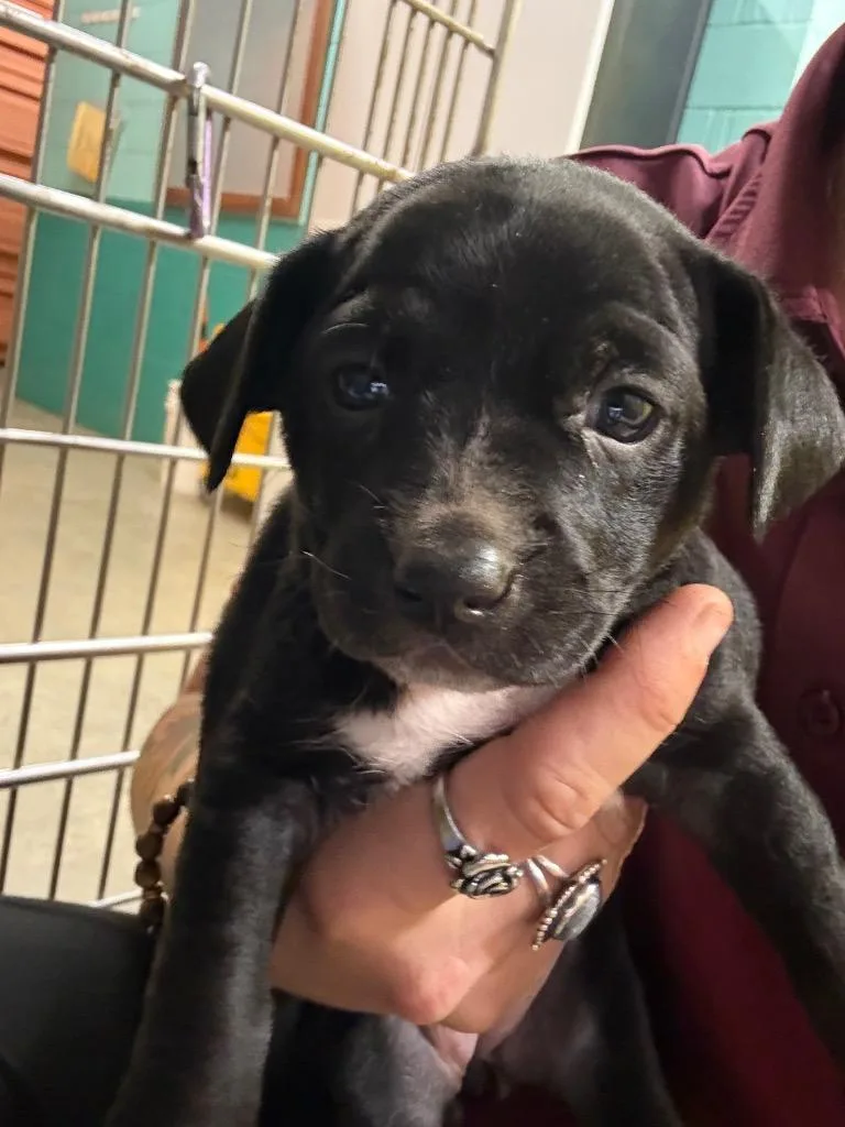 A baby medium-sized female Mixed Breed dog named Memphis for adoption in Rockport, TX