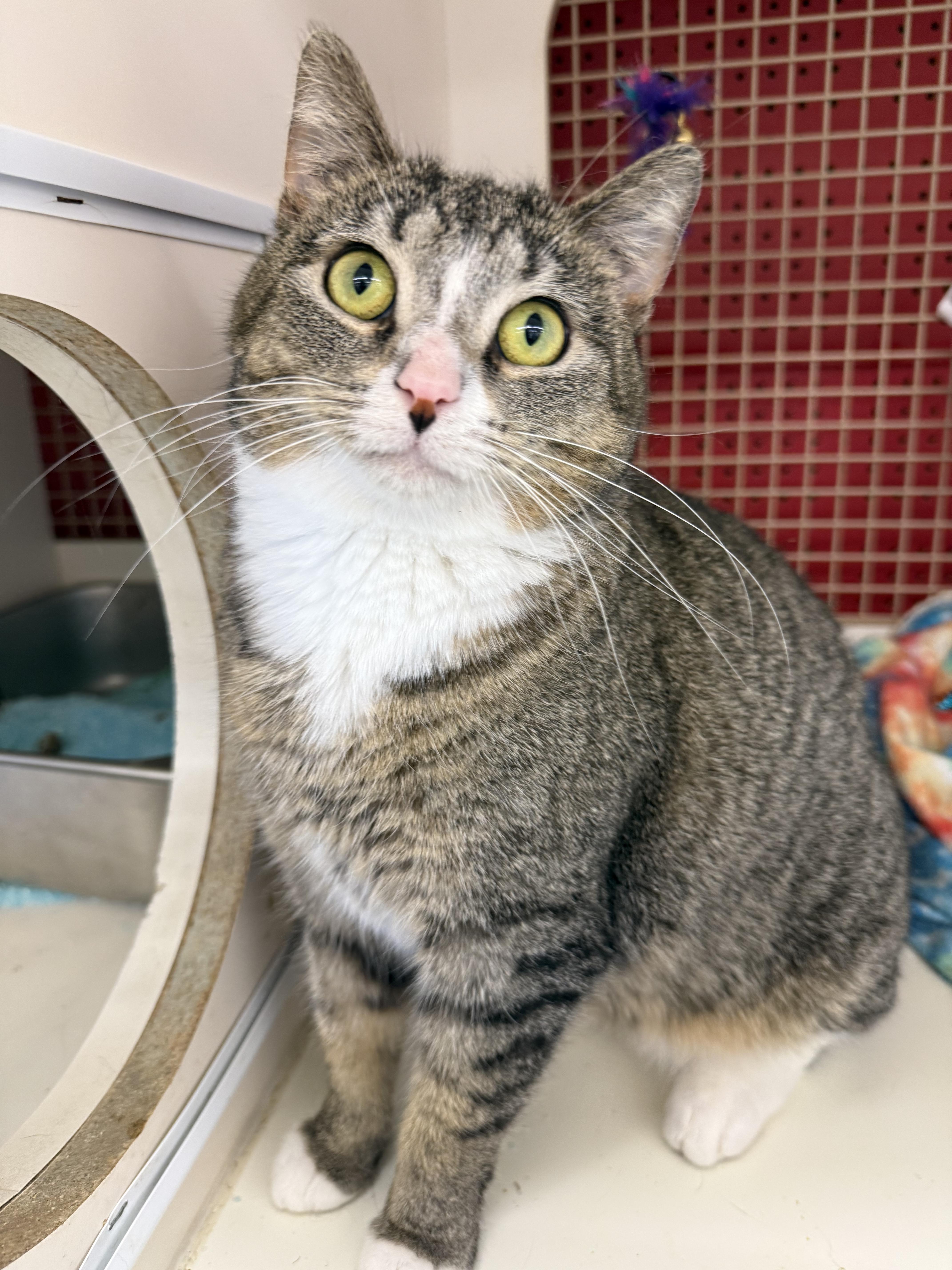 Chimichurri thumbnail 2