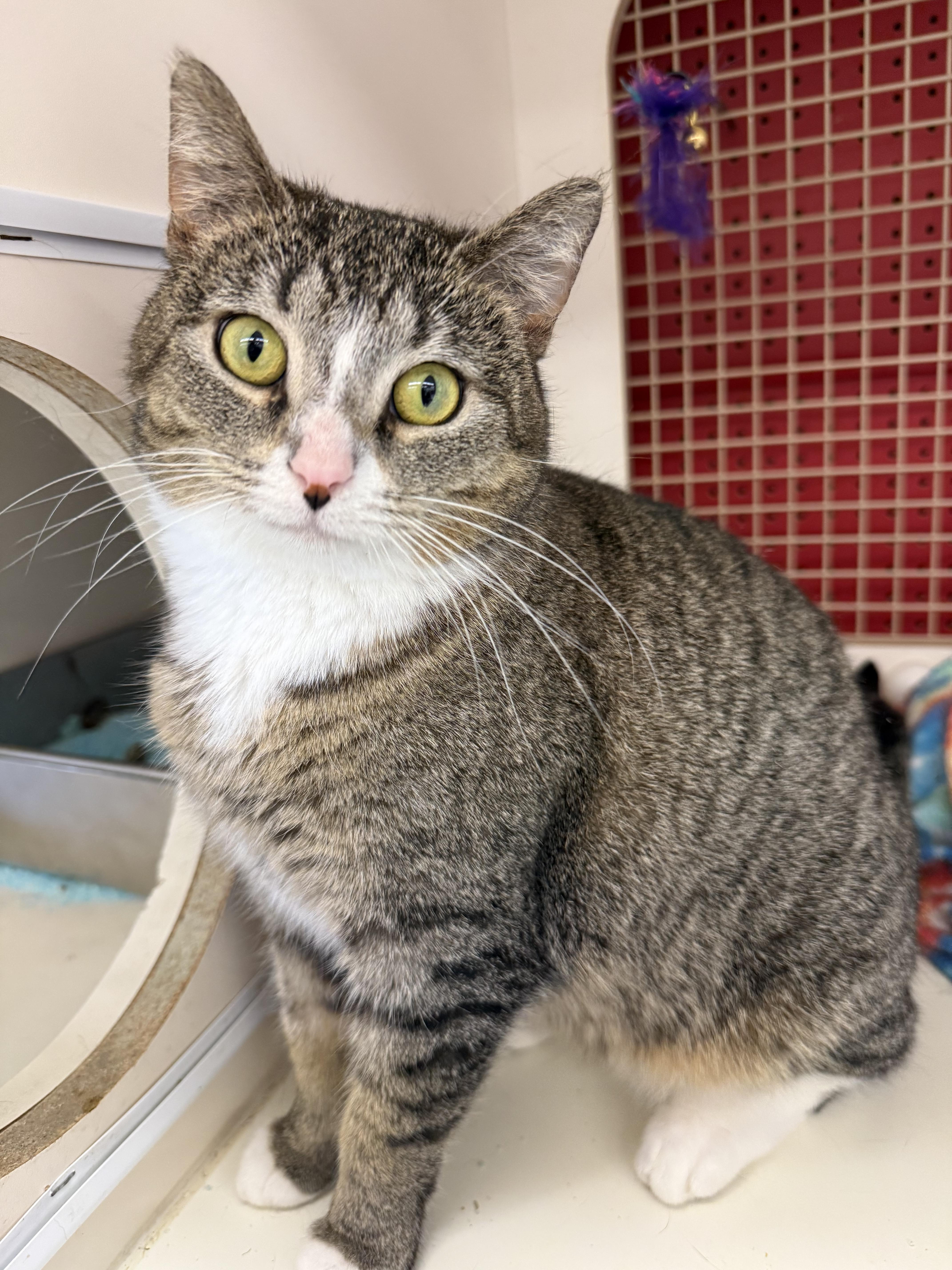 An adult medium-sized female Tabby (Brown / Chocolate) Tabby cat named Chimichurri for adoption in Orland Park, IL