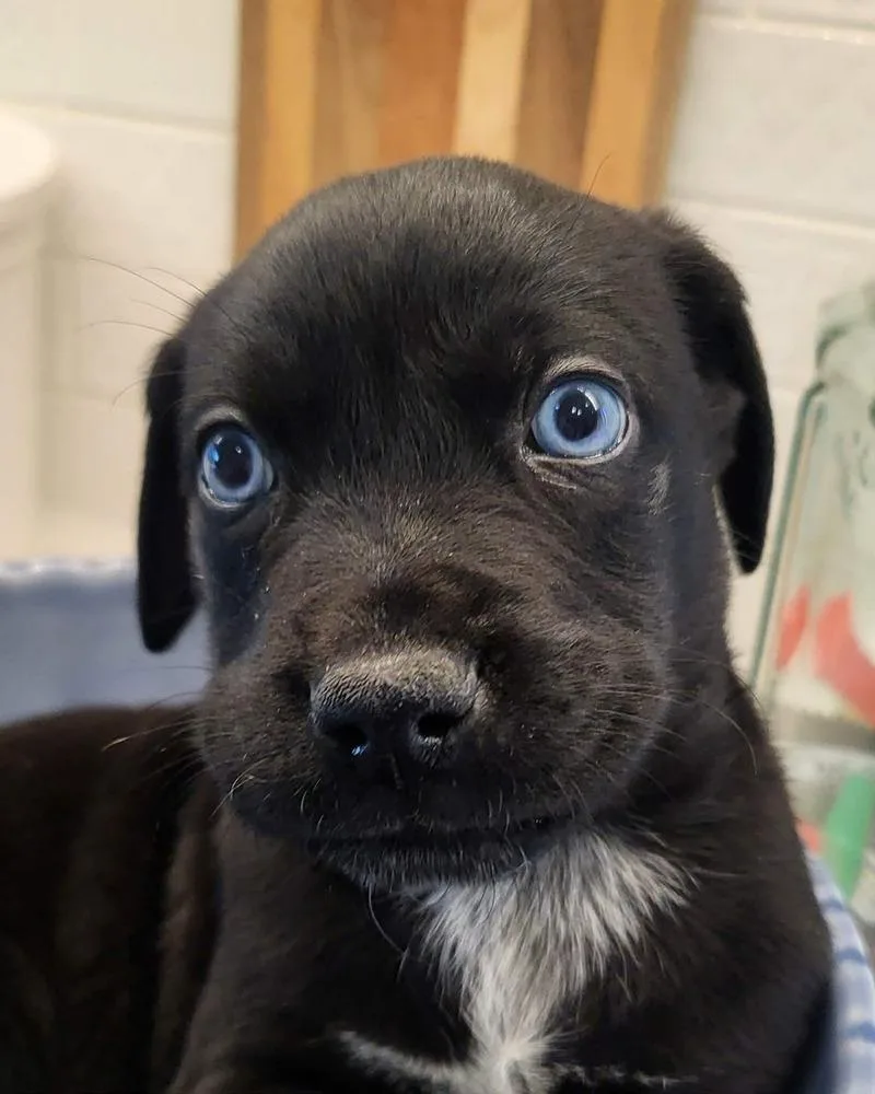 A baby medium-sized male Black Border Collie dog named Chaco for adoption in Pottstown, PA