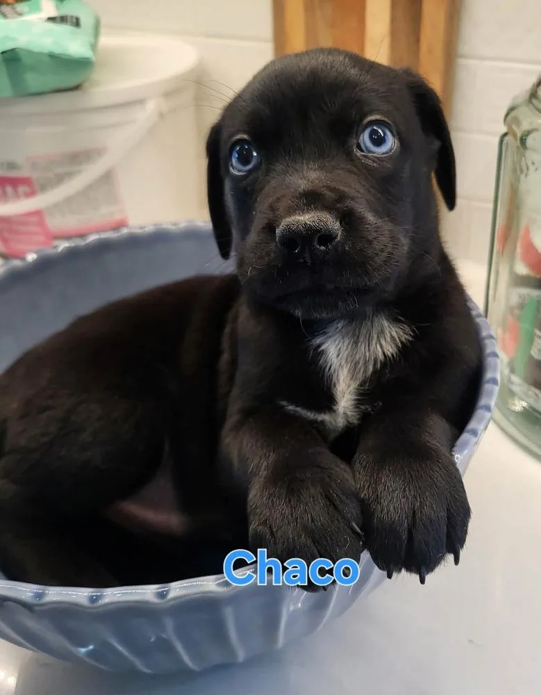 Chaco thumbnail 2