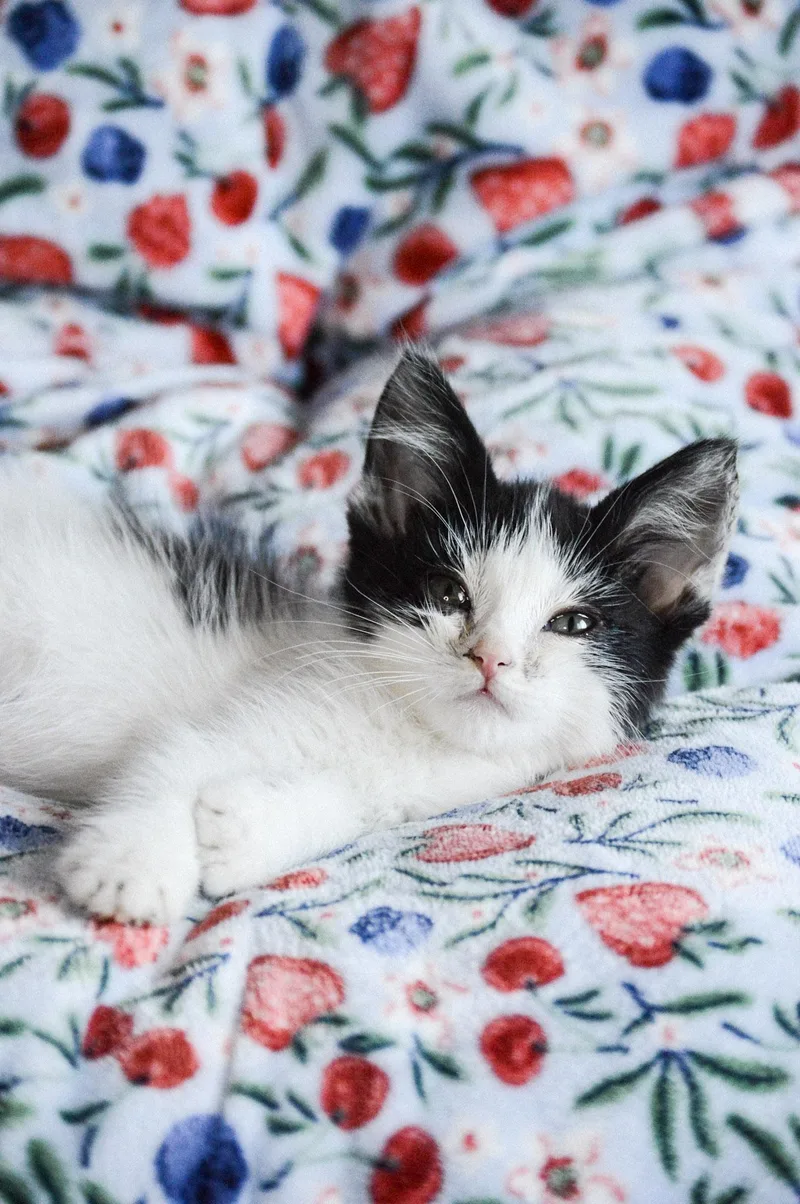 A baby small-sized female White Domestic Short Hair cat named Emerald for adoption in Fruit Heights, UT