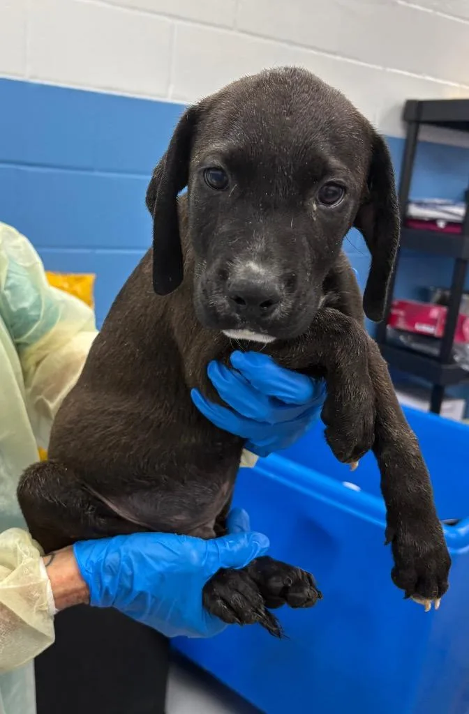 A baby medium-sized male Labrador Retriever dog named Joe for adoption in Hartsville, SC