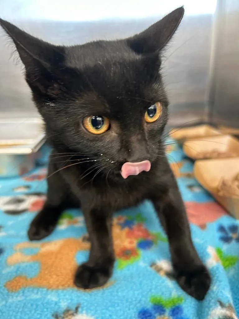 A baby medium-sized female Domestic Short Hair cat named Scarlet for adoption in Hartsville, SC