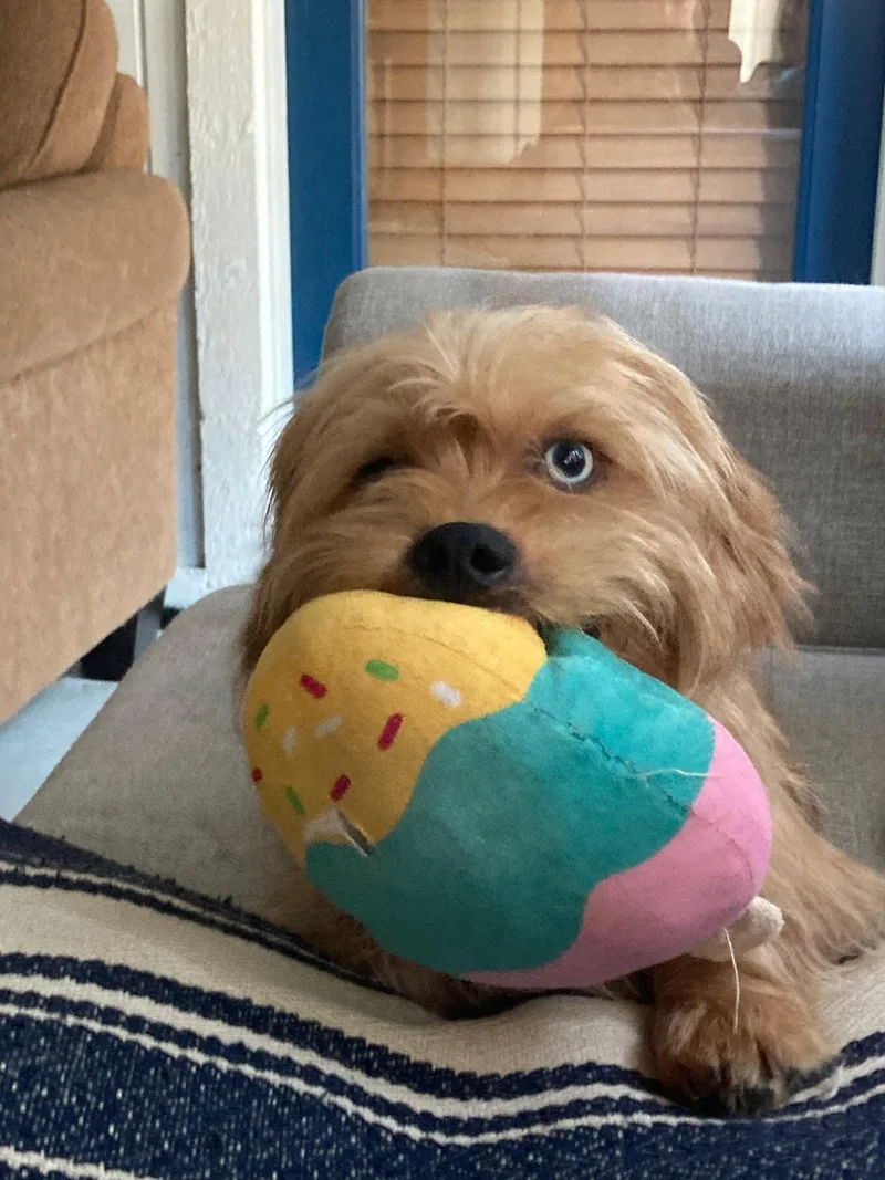 A young small-sized male White / Cream Norfolk Terrier dog named Cody for adoption in Coppell, TX