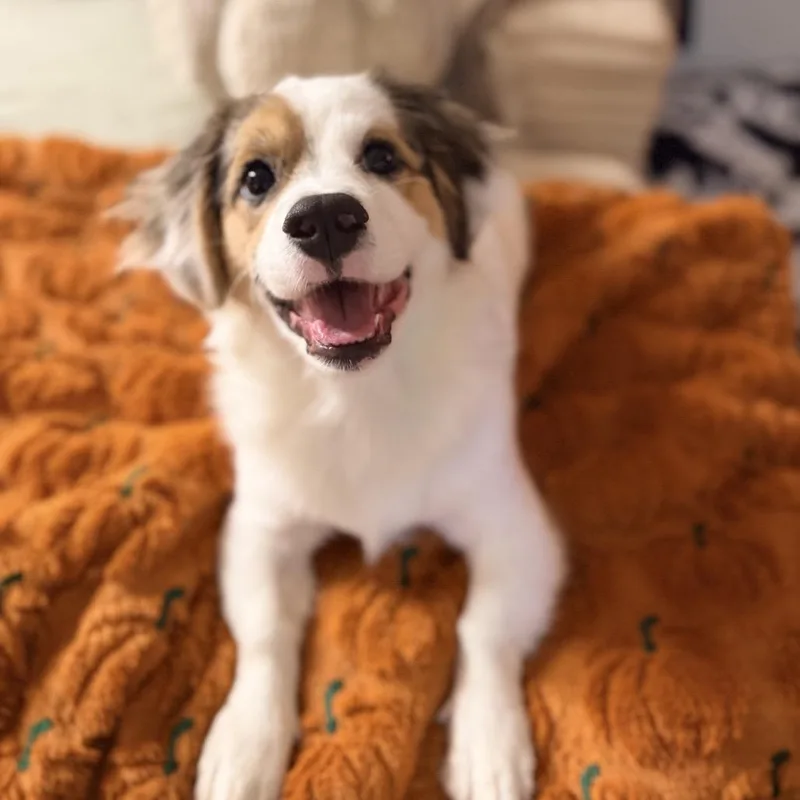 Otto