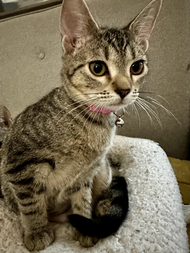 A young medium-sized female Domestic Short Hair cat named Essie for adoption in Wilmington, NC