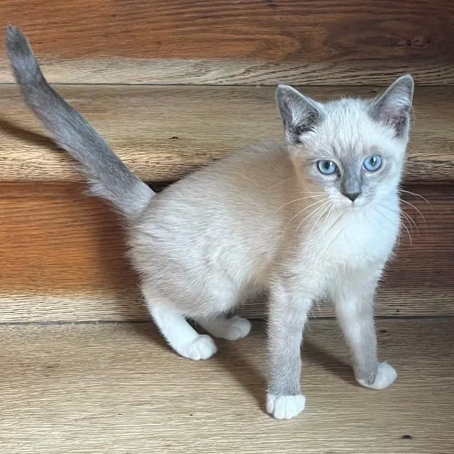 A baby small-sized female Gray / Blue / Silver Siamese cat named Cierra for adoption in Kittanning, PA